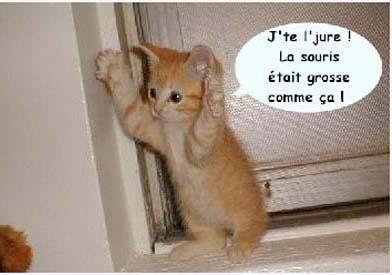 ptit chaton
